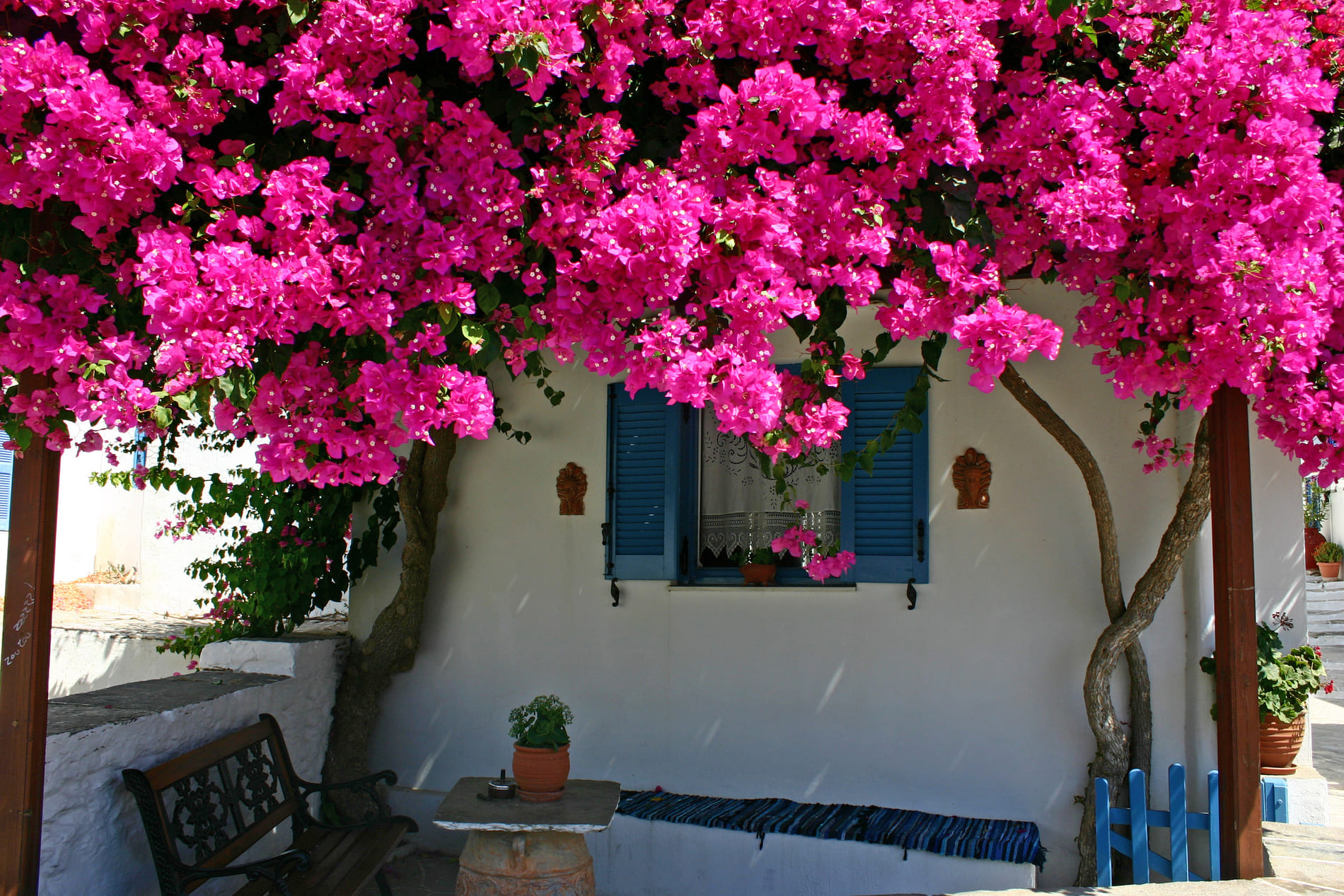 Bougainvillier